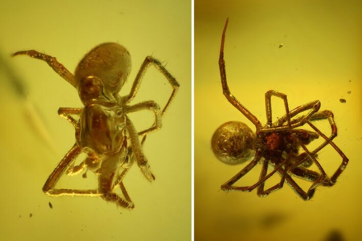 Detailed Fossil Spider (Araneae) in Baltic Amber #150707